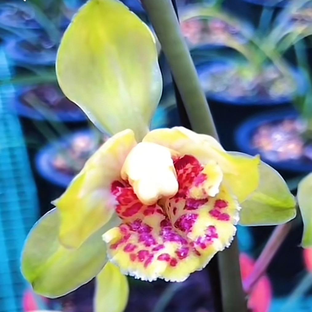小七花卉