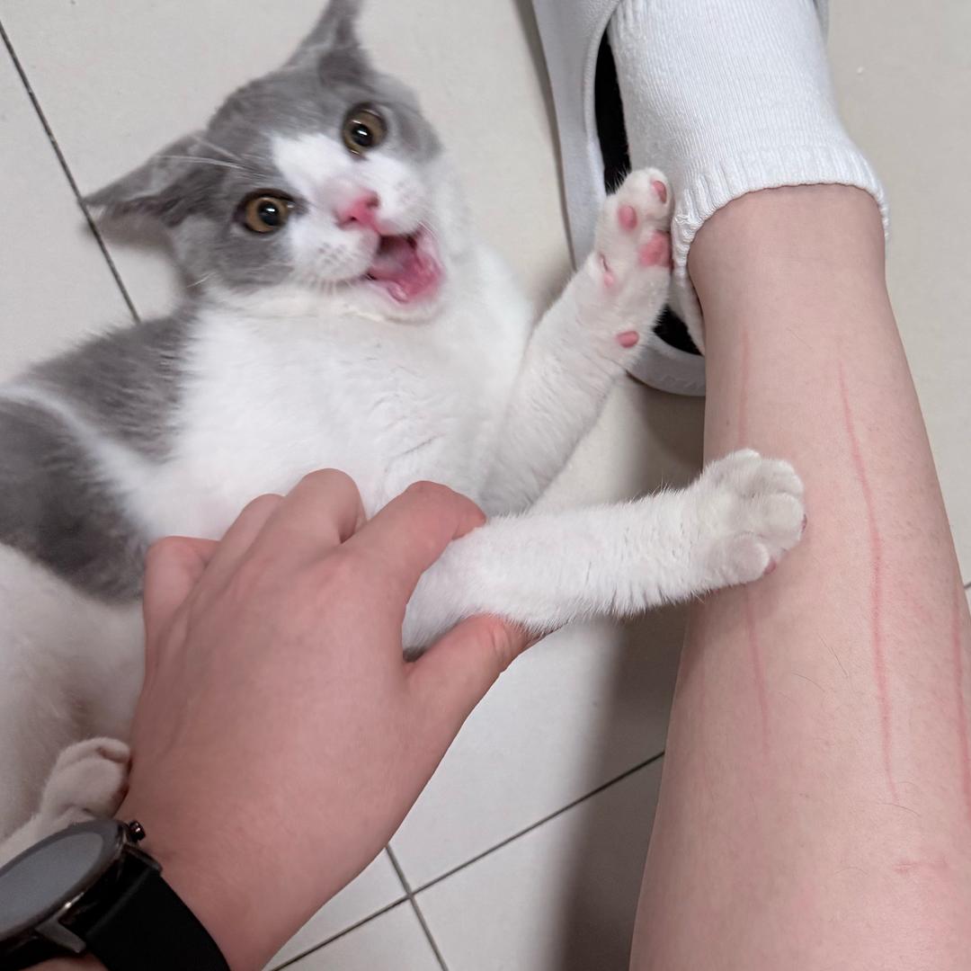 小猫一周困八天