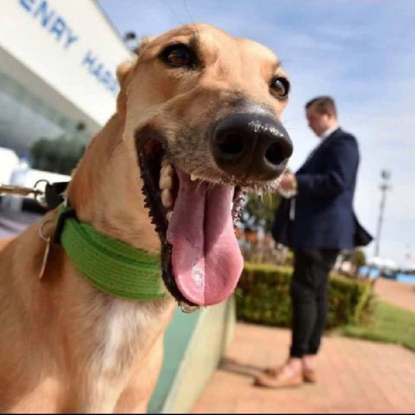 小辉犬舍🐶