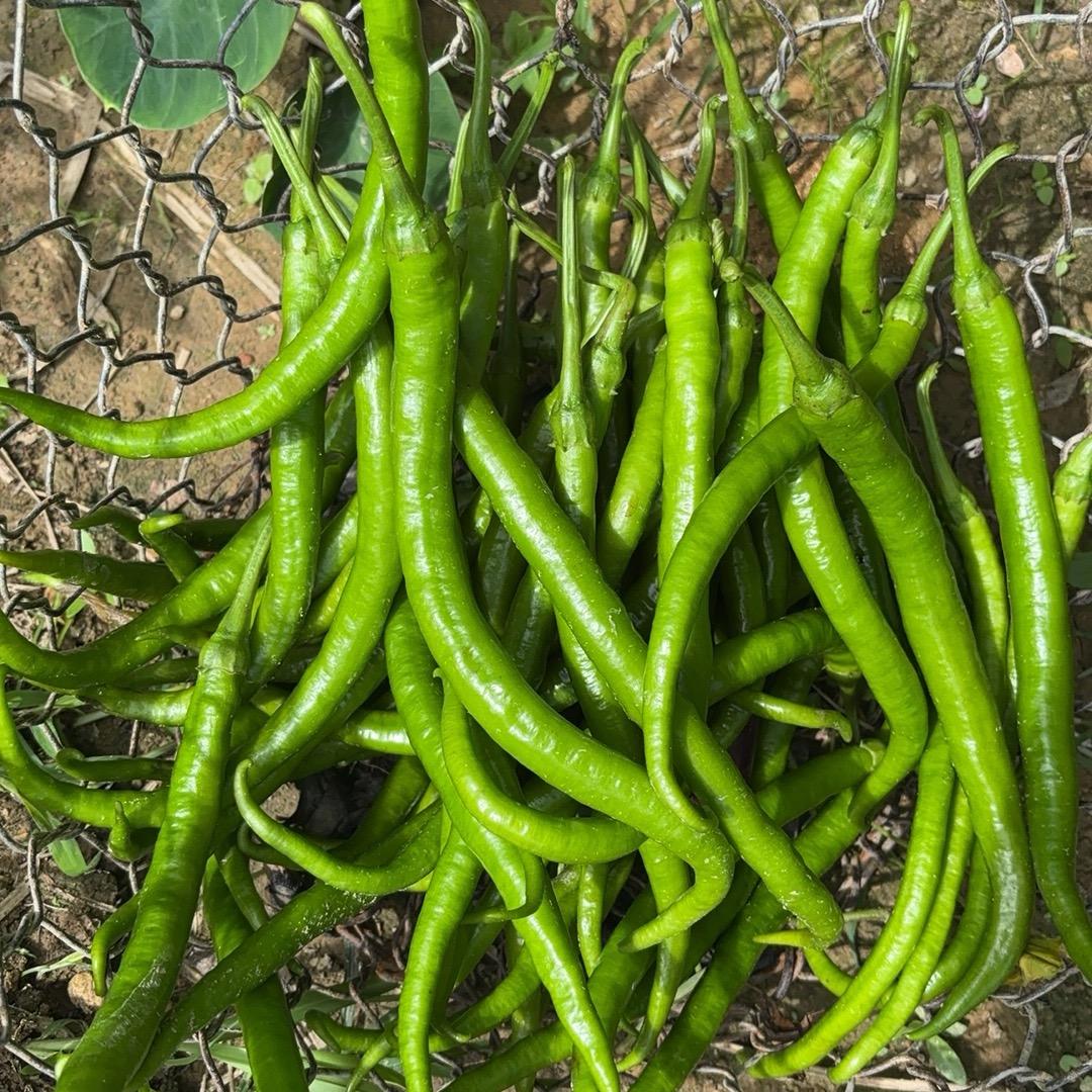 阿恒家甄选推荐官