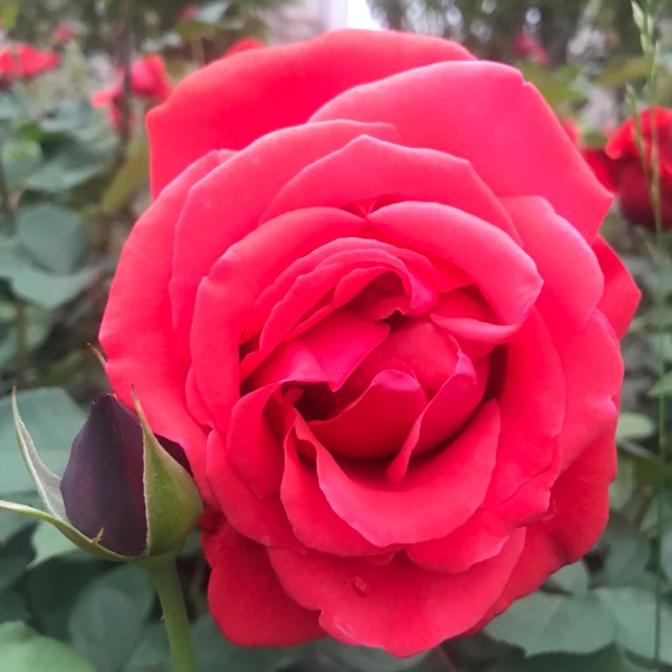 芳草茵茵