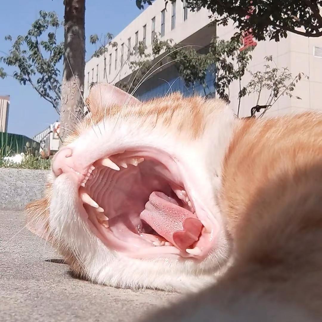 不提