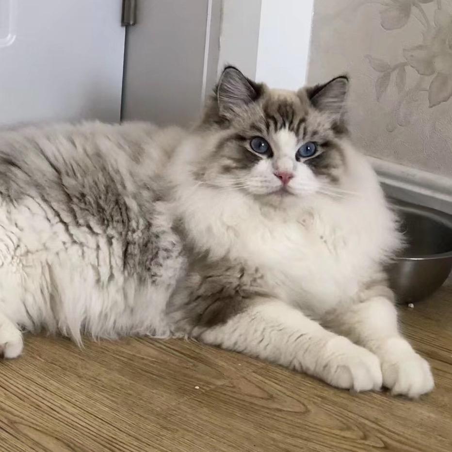 棉花糖家有猫🐈