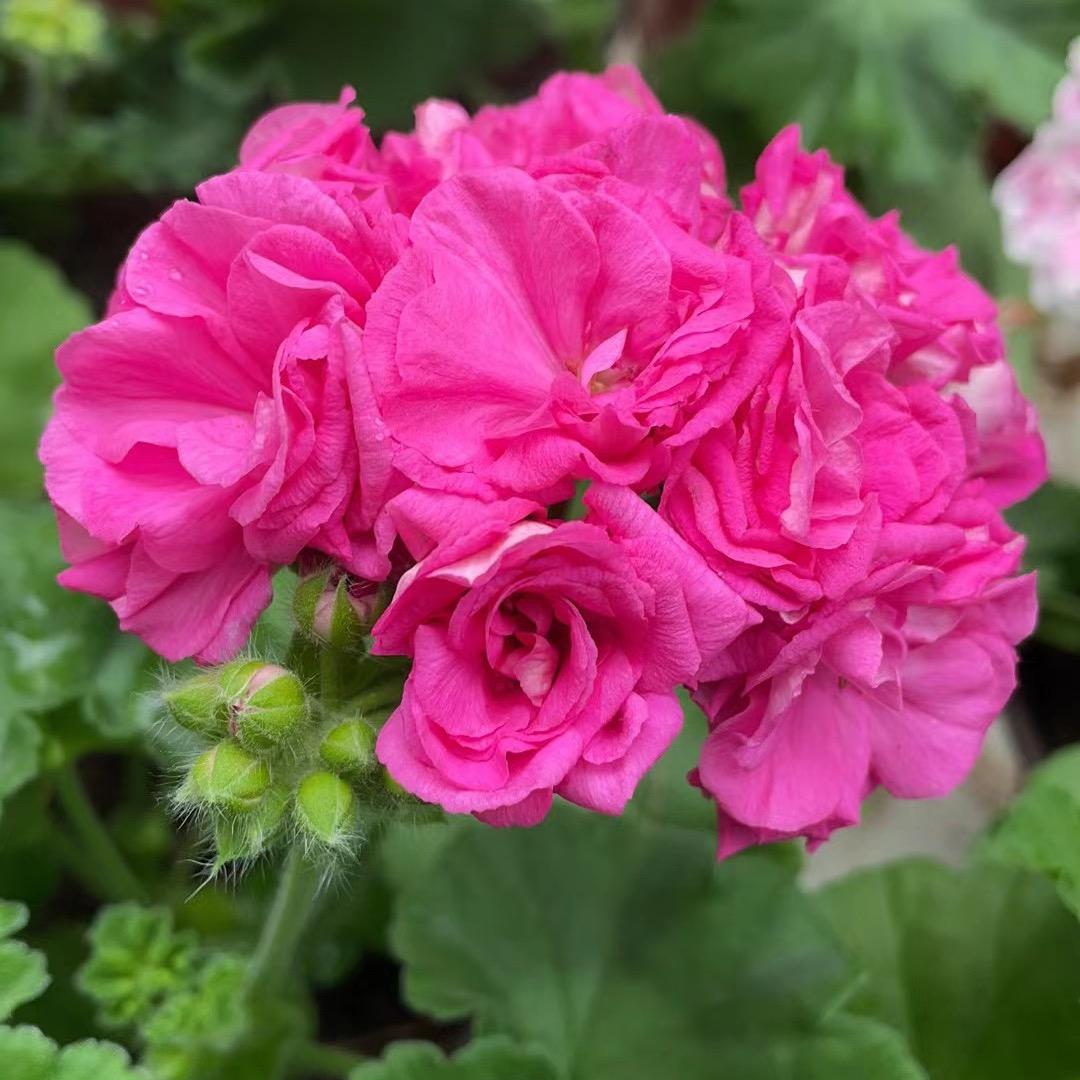 沁香园花房