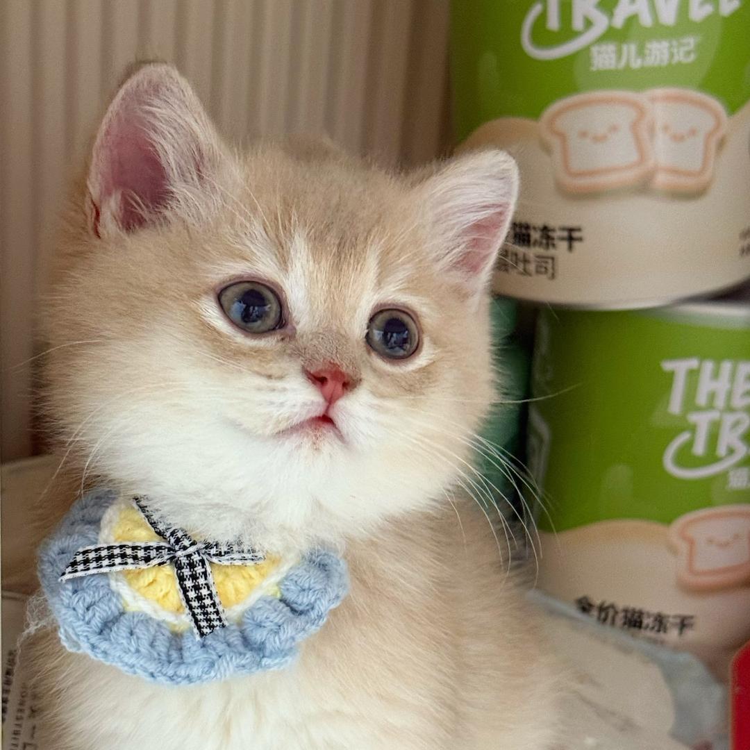 叮当小猪包