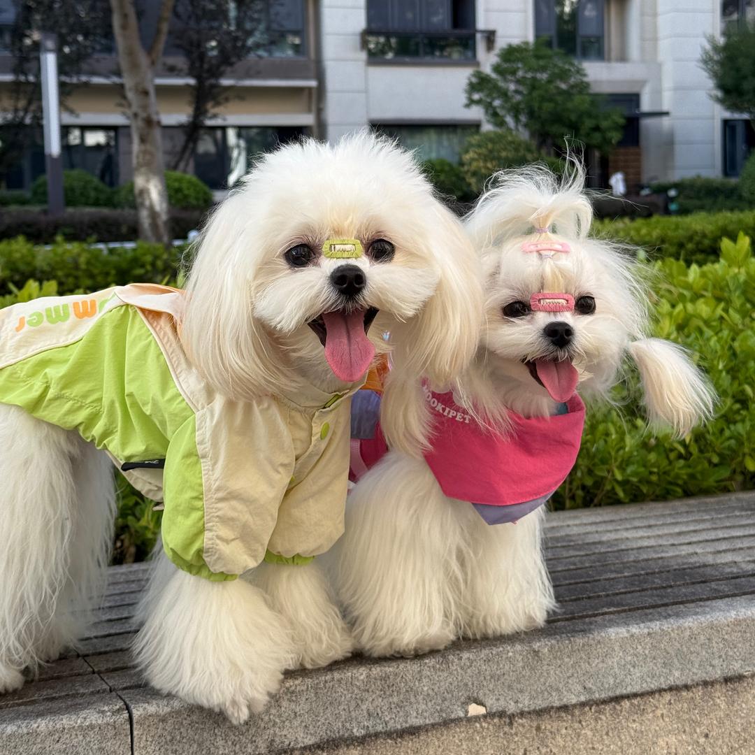 泡芙日记🍡马尔济斯