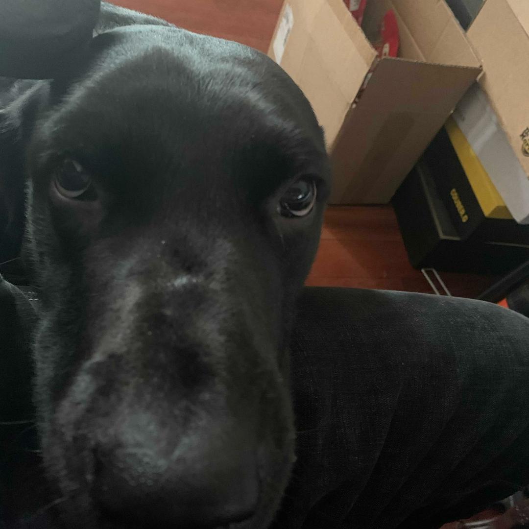 巧克力色的卡皮巴拉