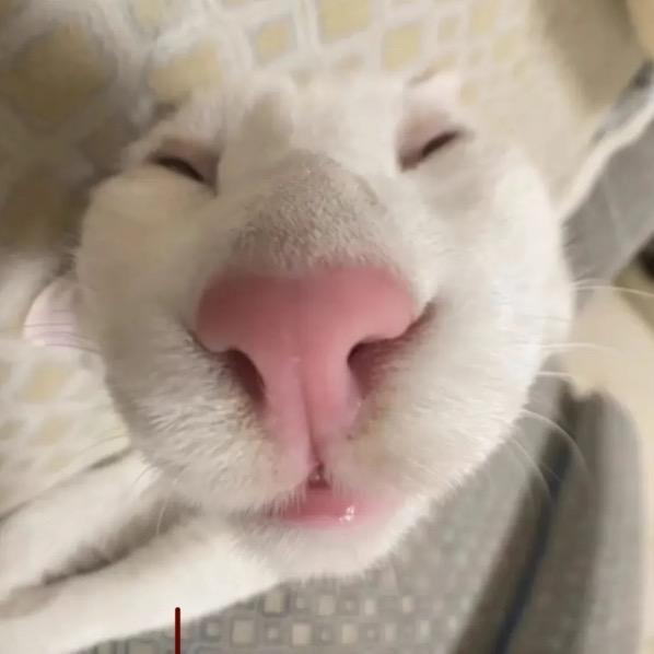 小狗日记
