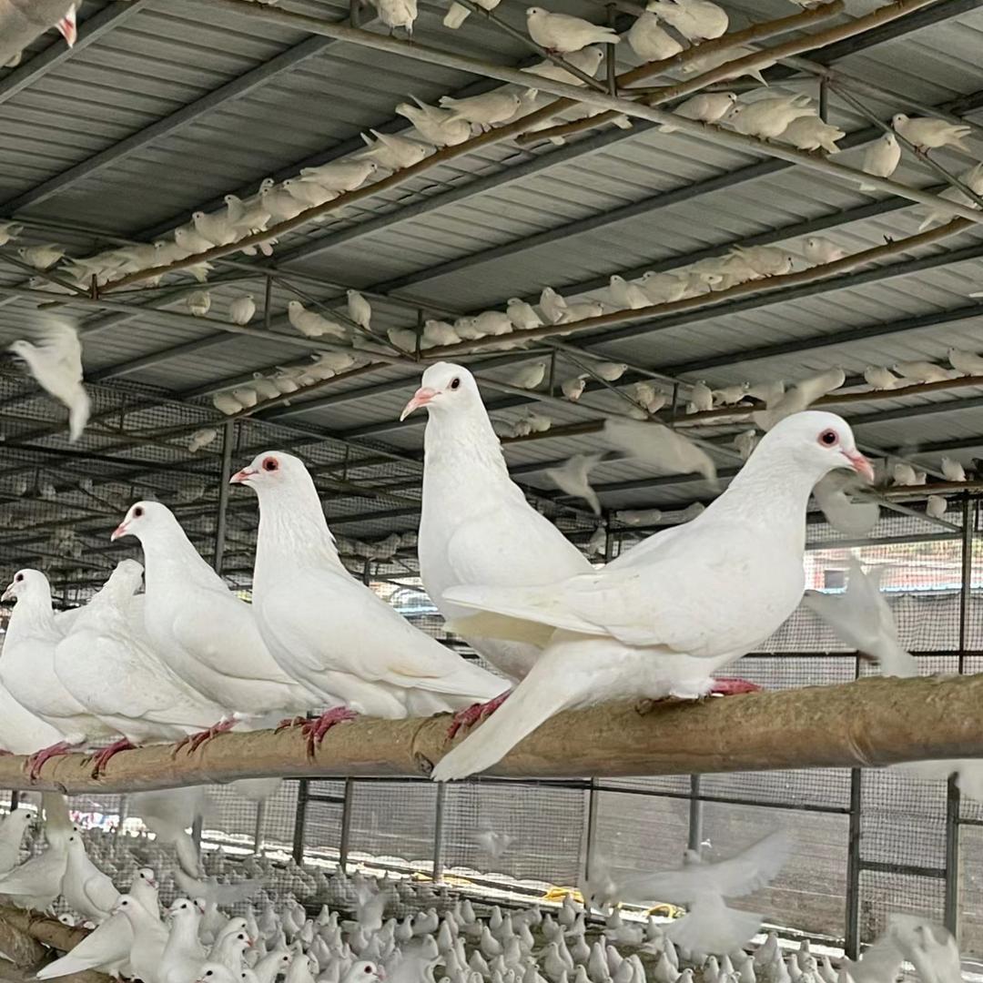 鸽王孙姐女王店北京
