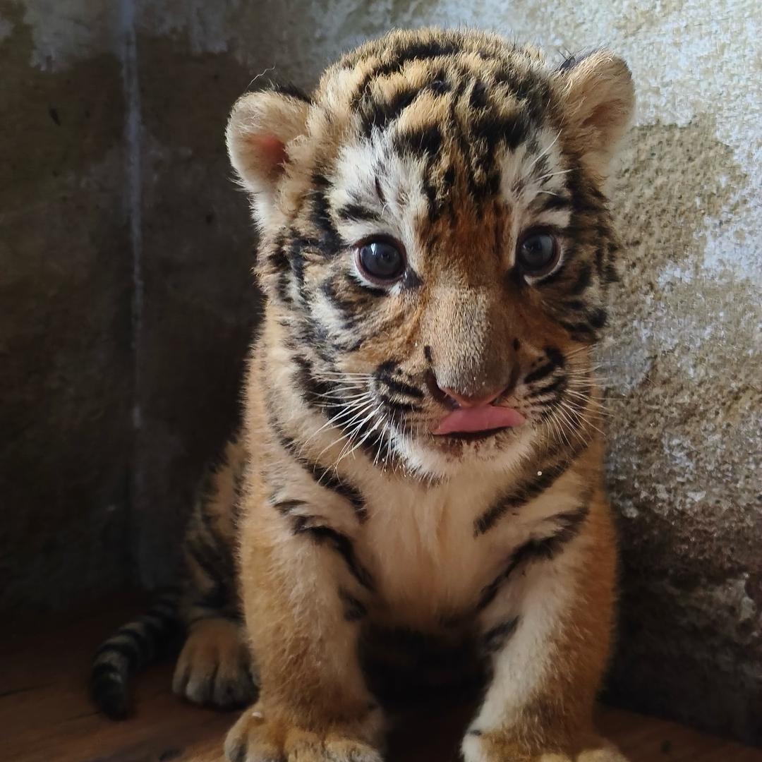 猛虎幼儿园