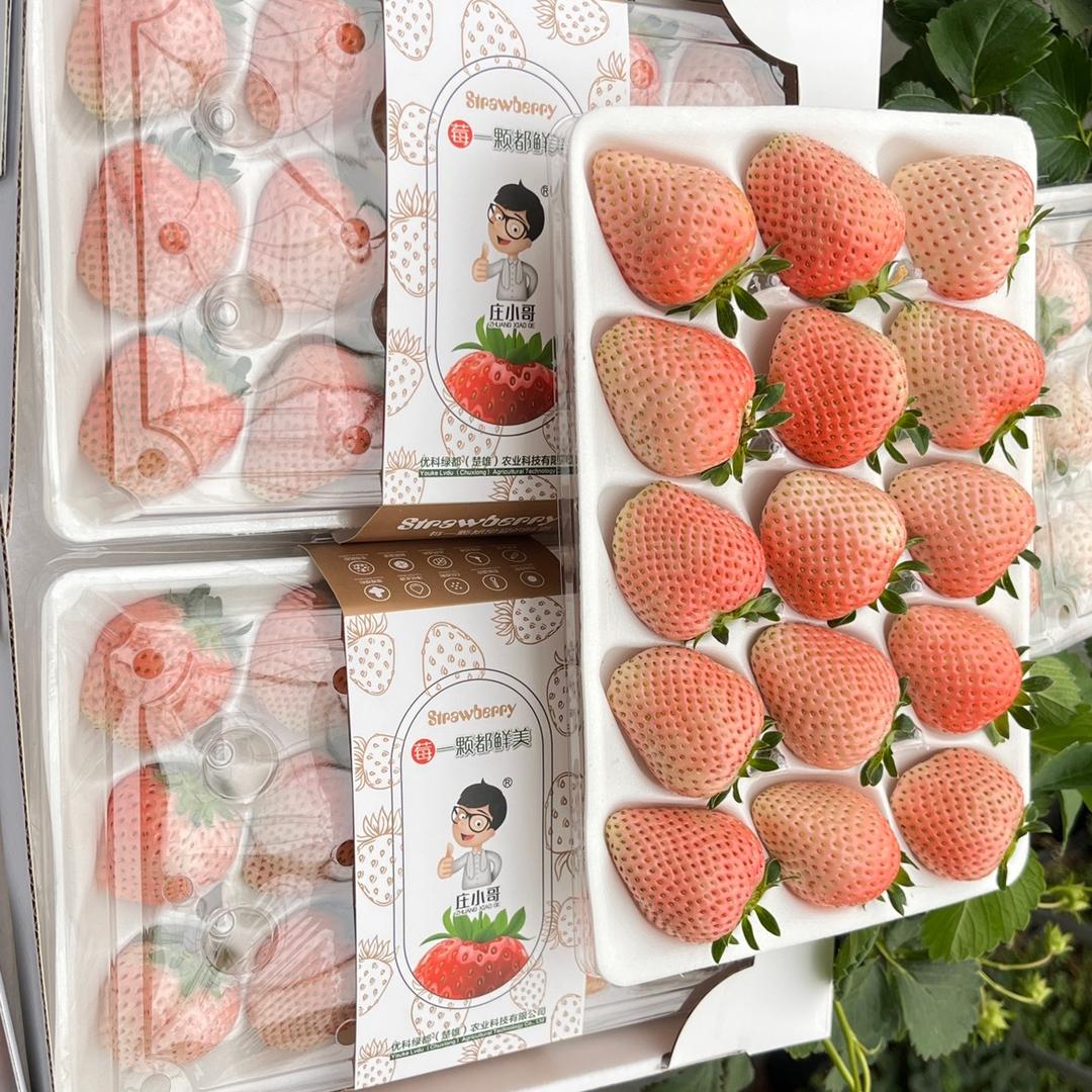 庄小哥草莓🍓