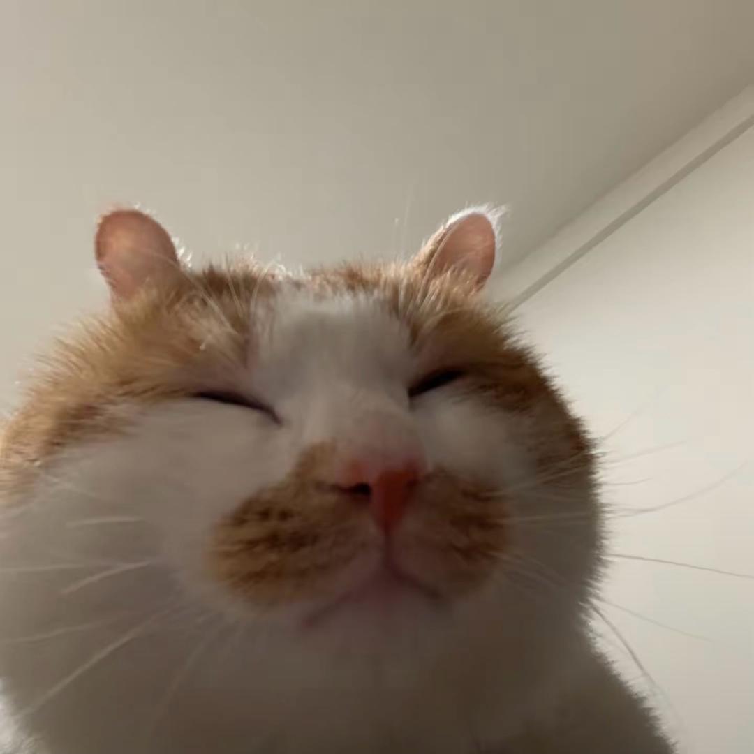 虾米