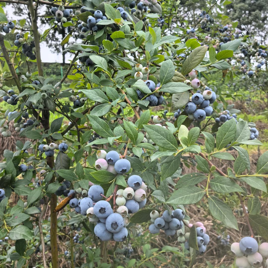 五华山蓝莓