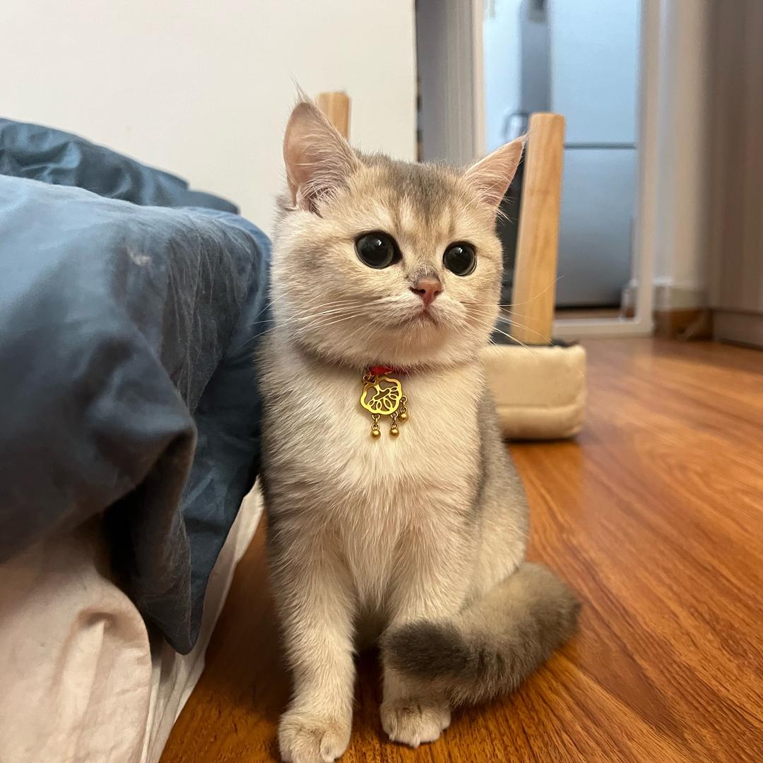 隔壁的丹宝🐈