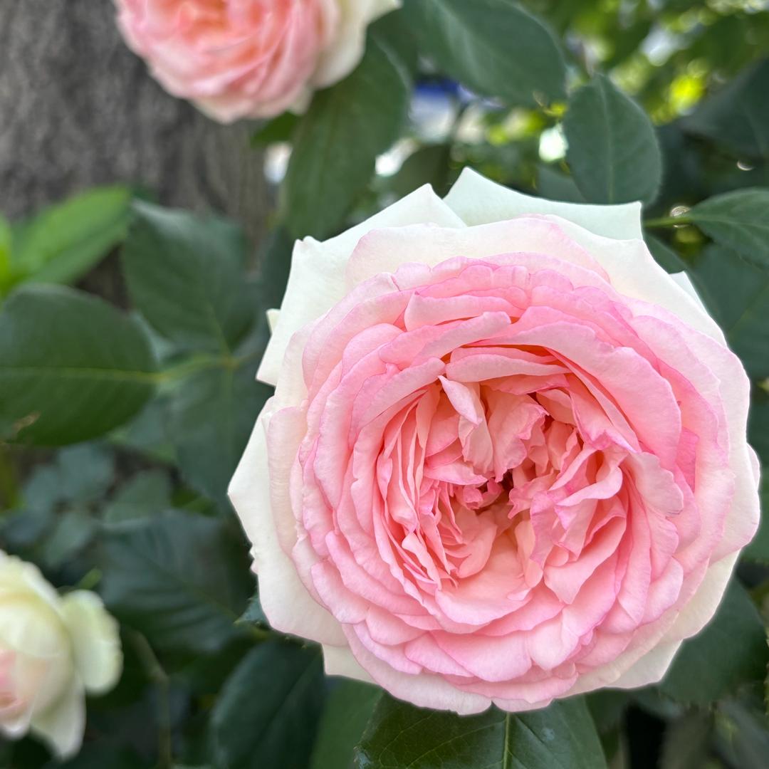 上海海洋大学胡乐琴