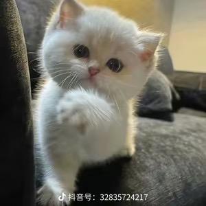 鱼渊