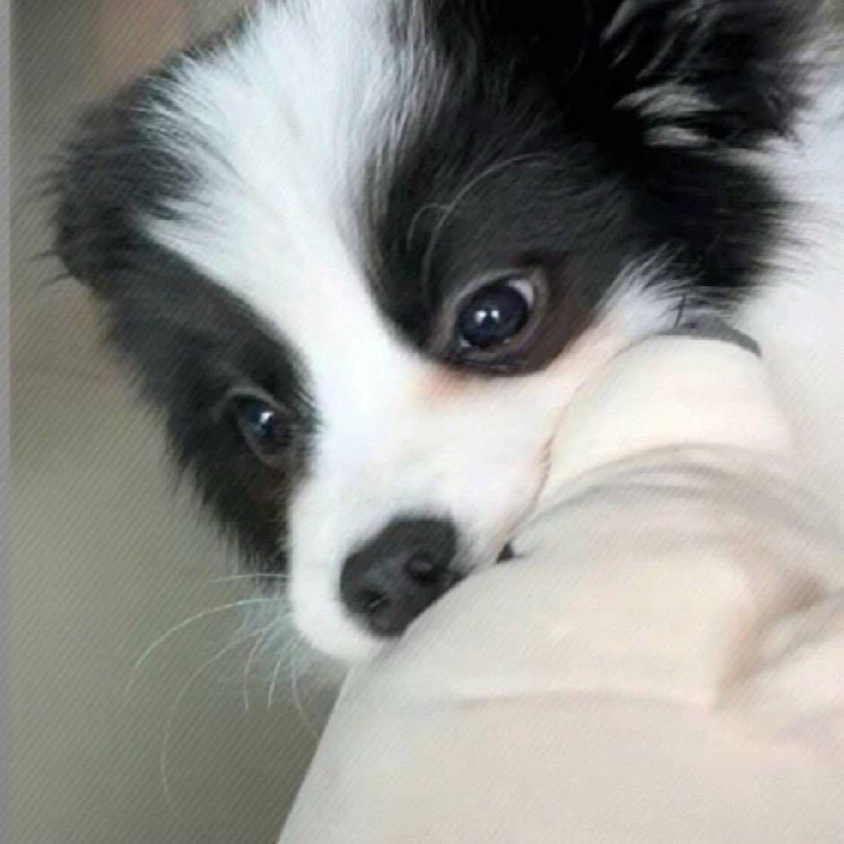 hy