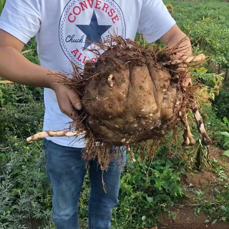 威宁县雅新魔芋科技有限公司