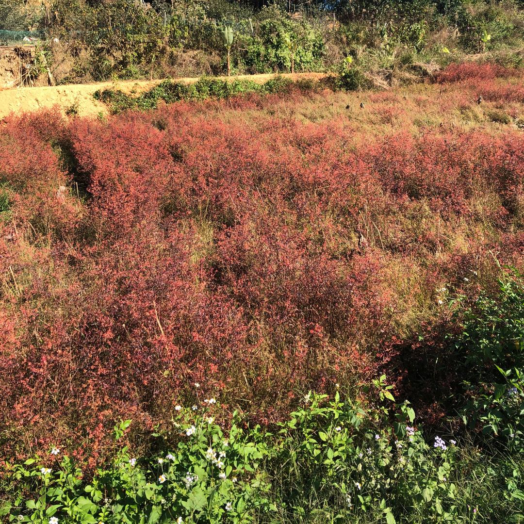 清远大塘山农场