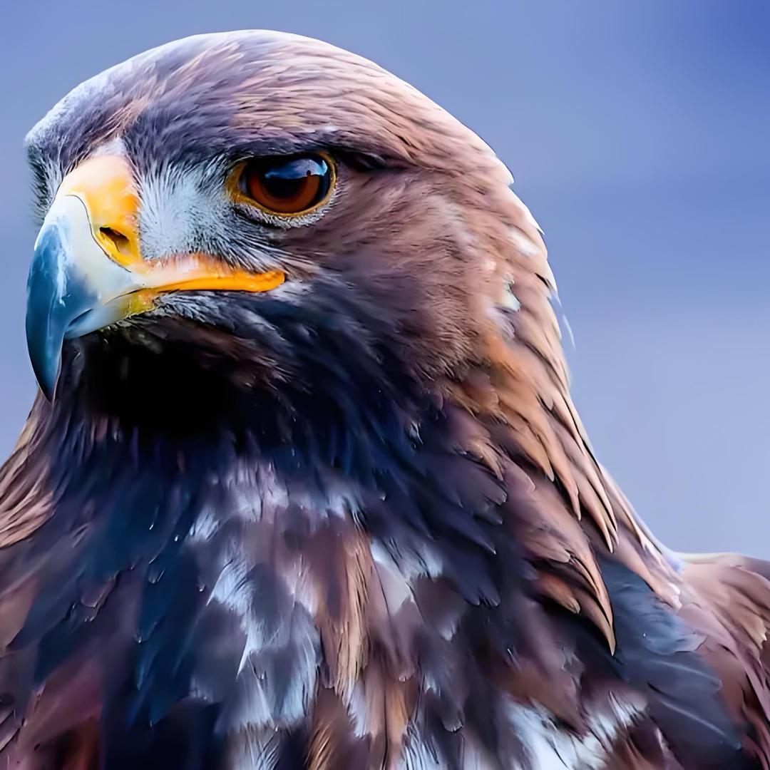 🦅🦅🦅