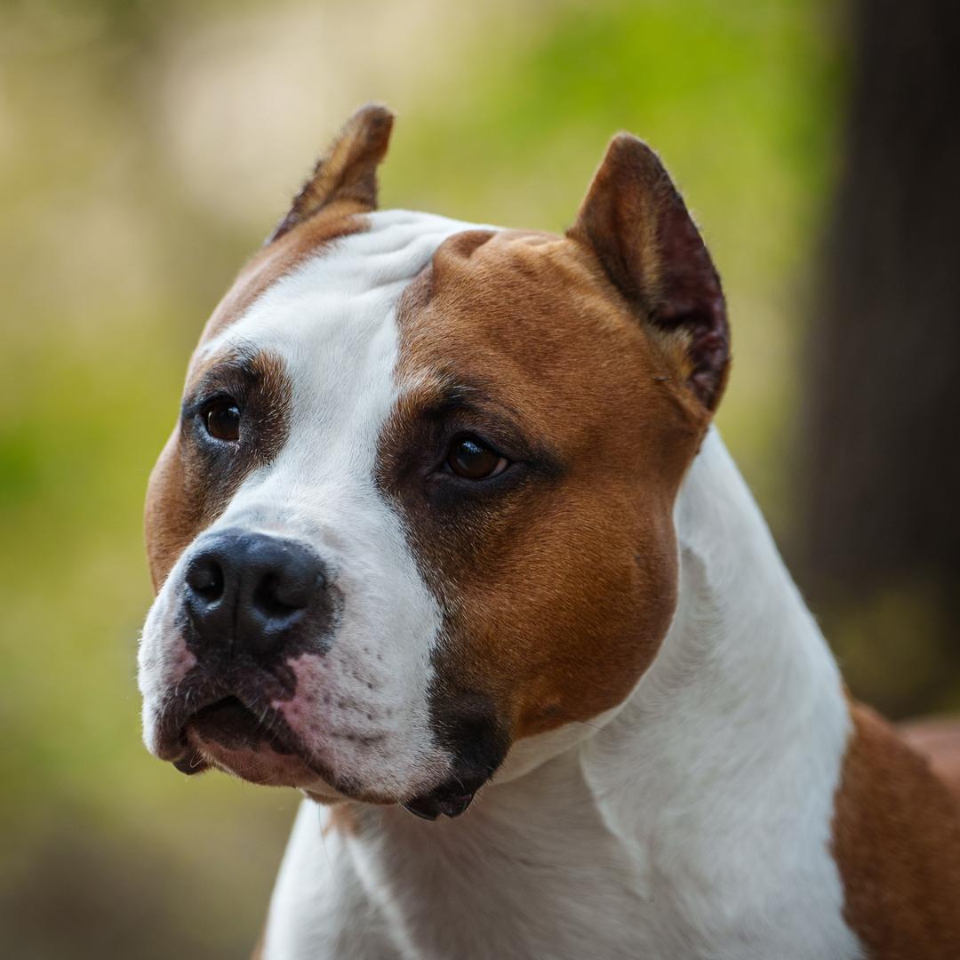大齐帝国斯塔福犬舍（直播号）