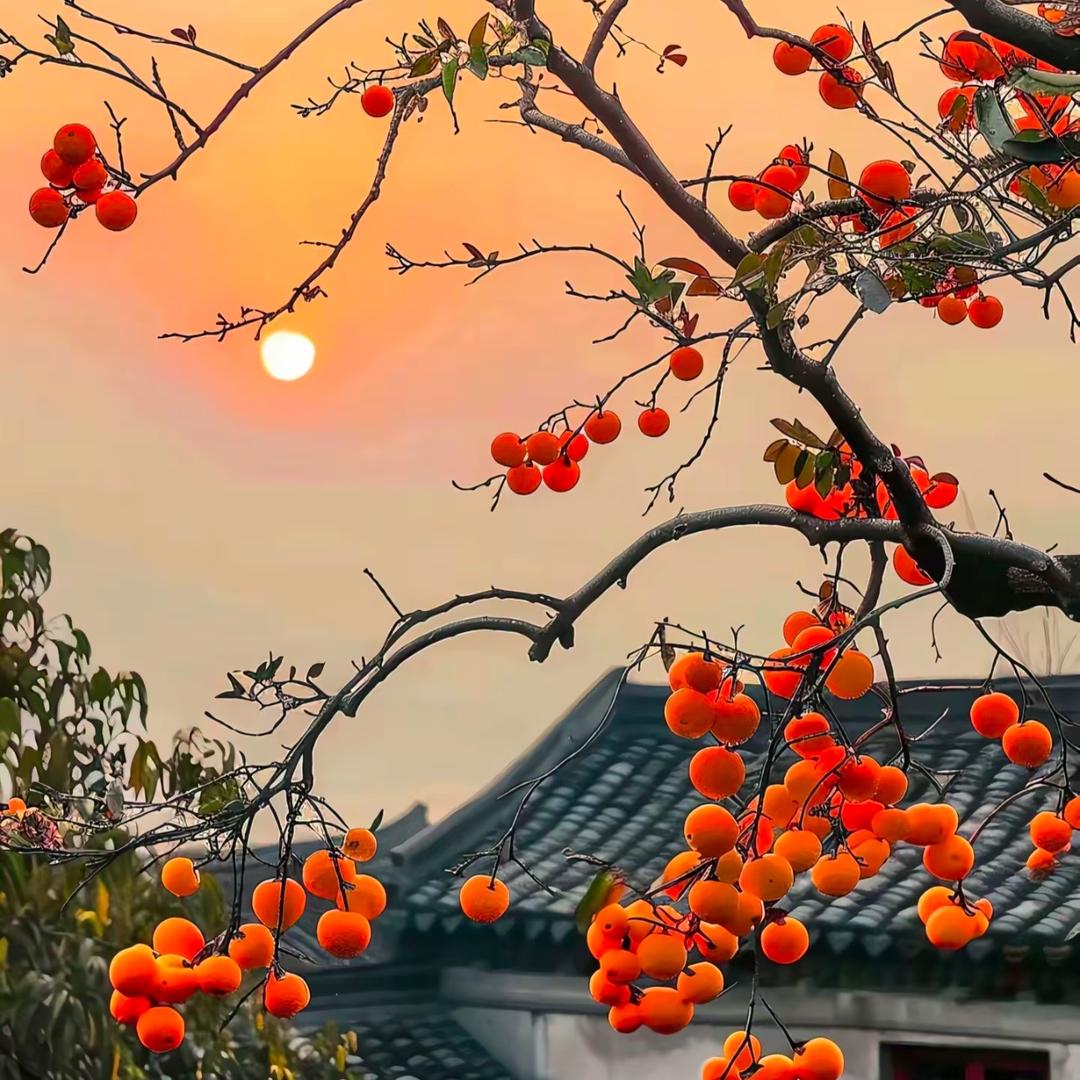 ꙳ ૮꒰˶´ᜊ` ˶꒱ა ⊹