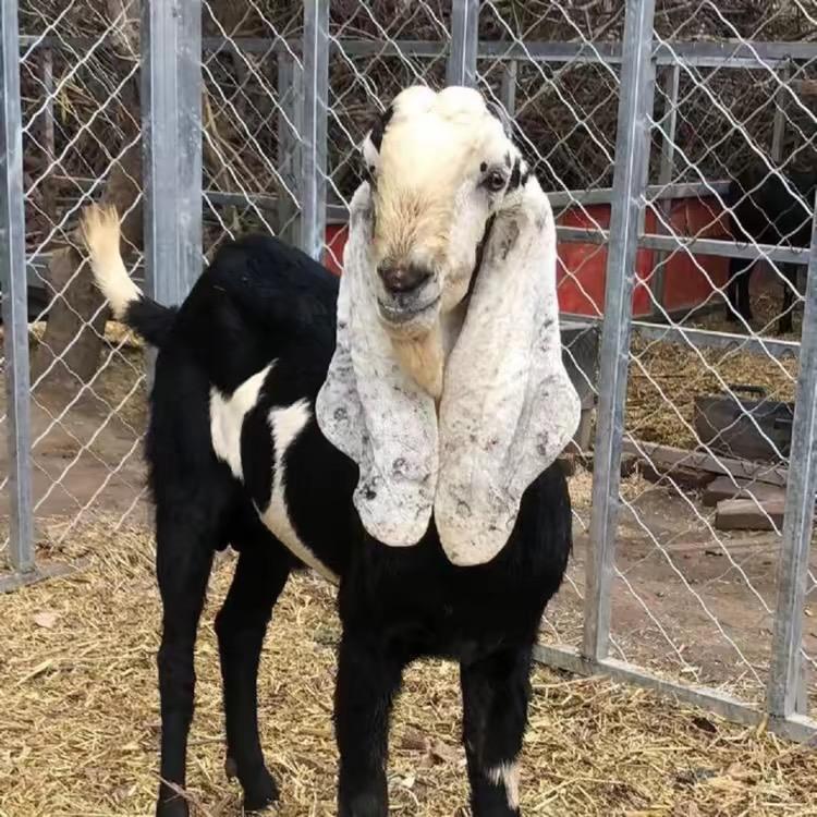 新疆喀什小阿宠物基地🐐