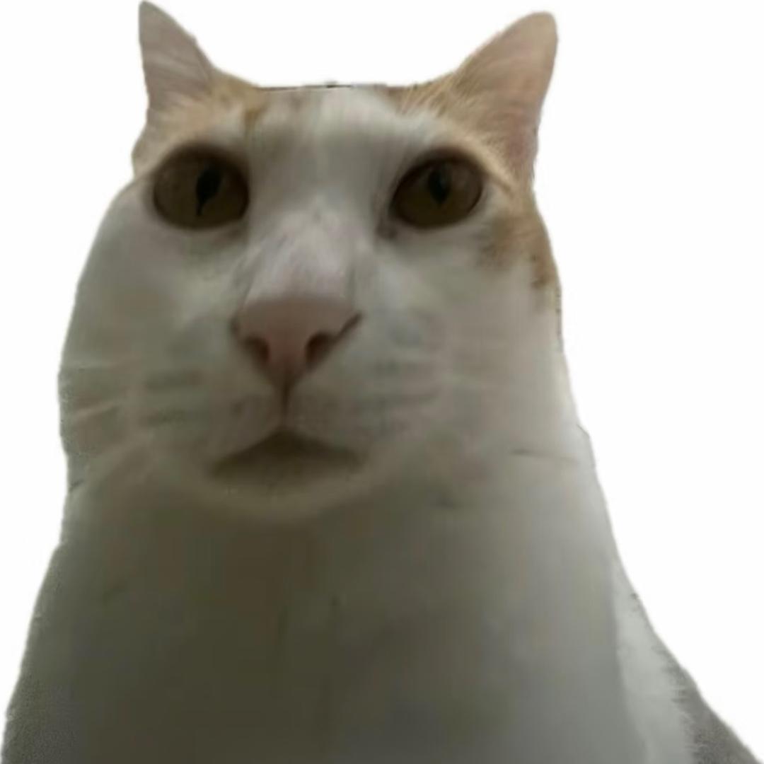 欺负一只猫？