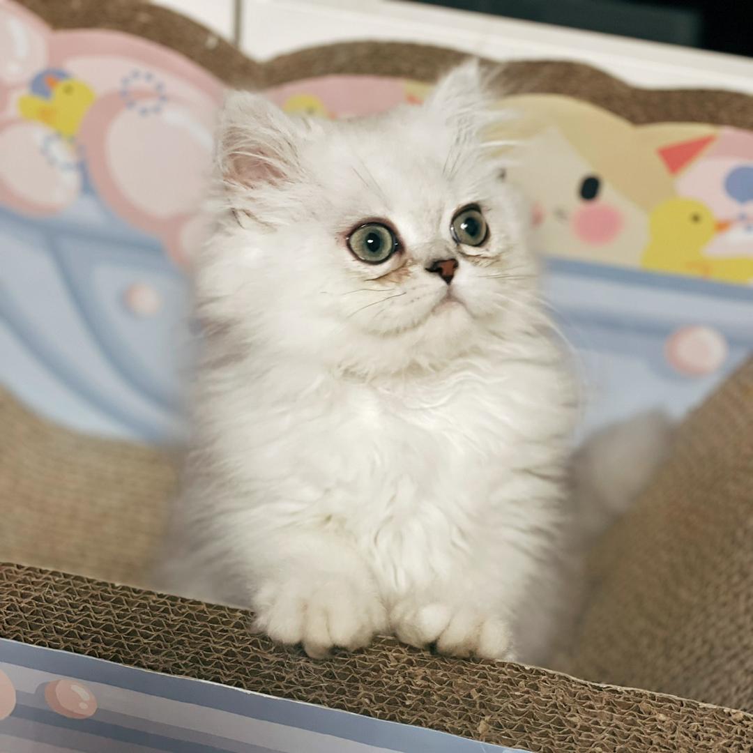 小老四是只猫