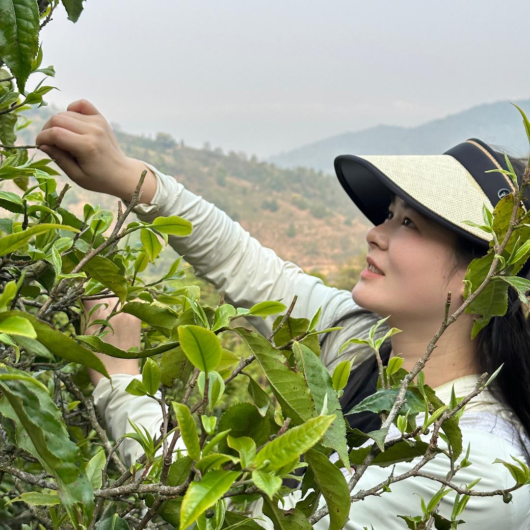 南中叙茶-私人企业高端定制茶