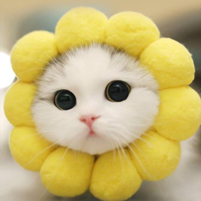 清🤓