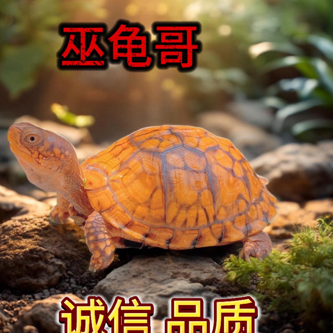 巫龟哥【收退坑龟】