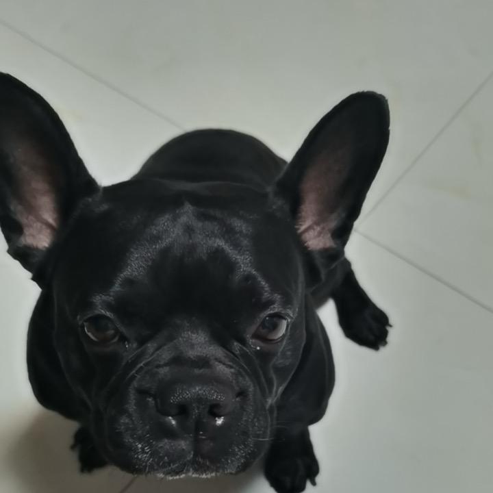 皮皮球儿