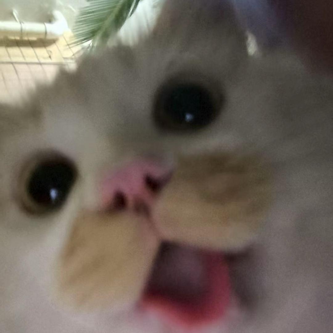 璐璐