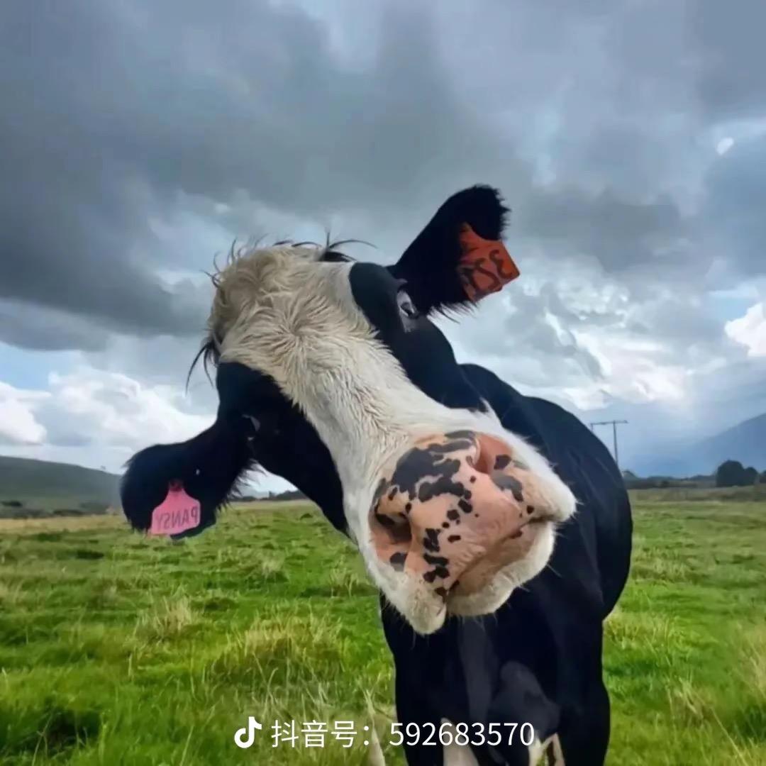 苏.