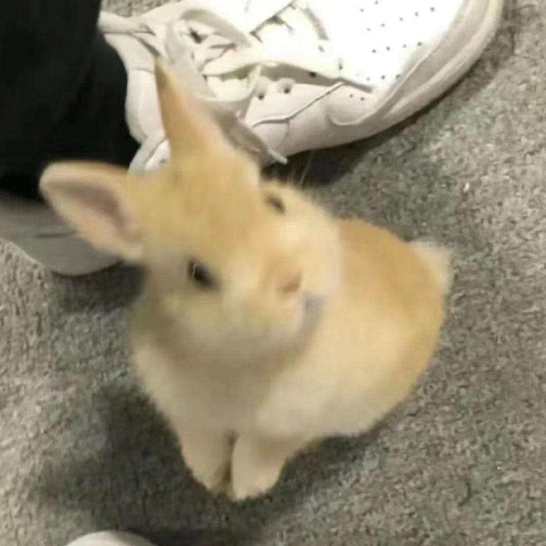 穿黑丝的萝莉小蟑螂🪳