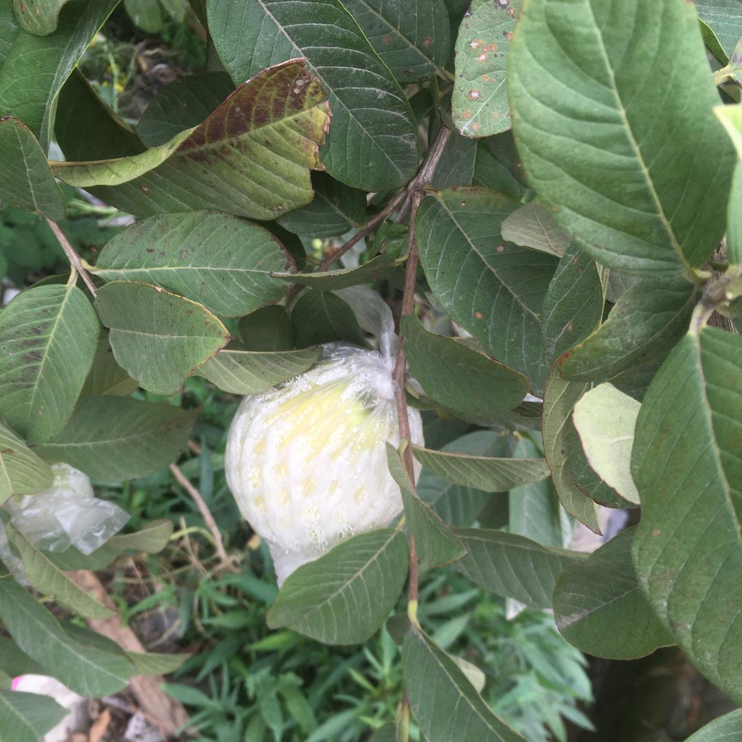 一口鲜果蔬优品
