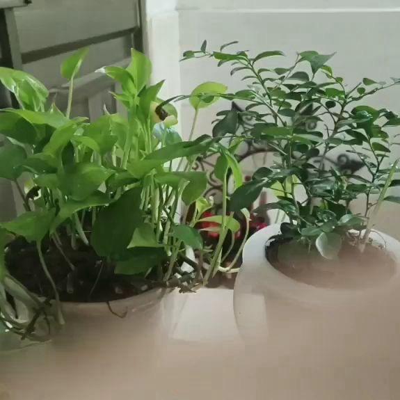 飞哥不送礼
