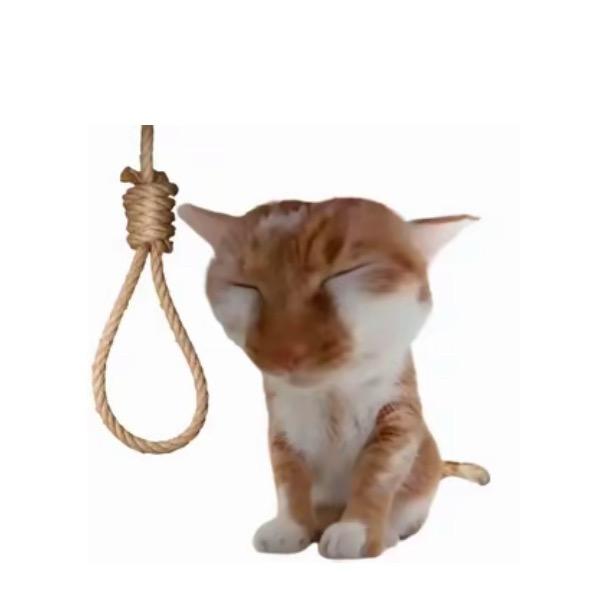 悲伤猪大肠