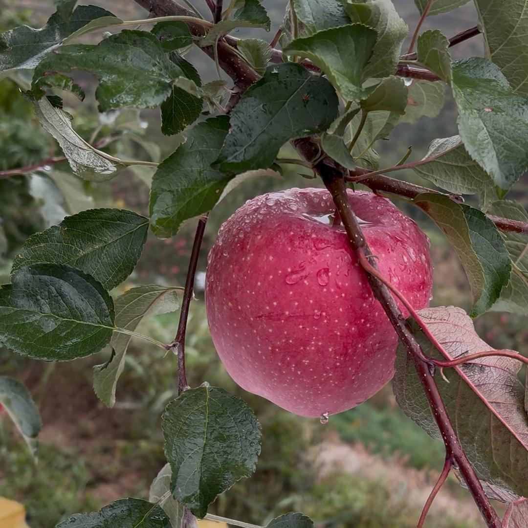 苹果老6