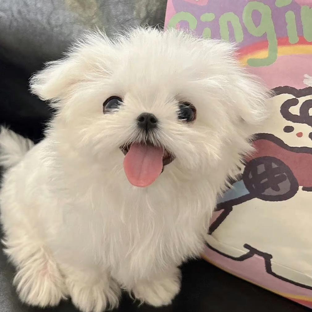 吃一百顿重庆火锅！