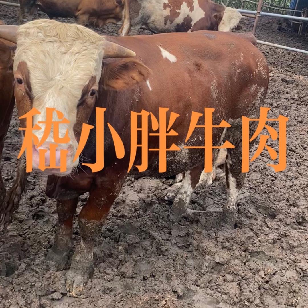 嵇小胖牛羊肉
