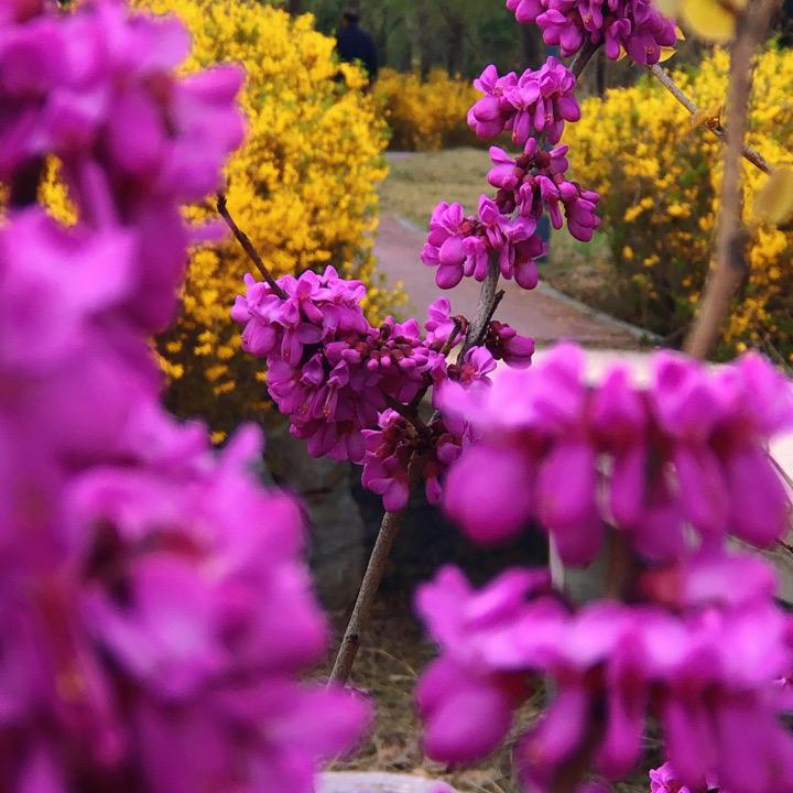 🍒时光꧔ꦿ᭄安好