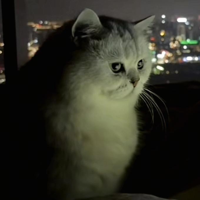 圆。