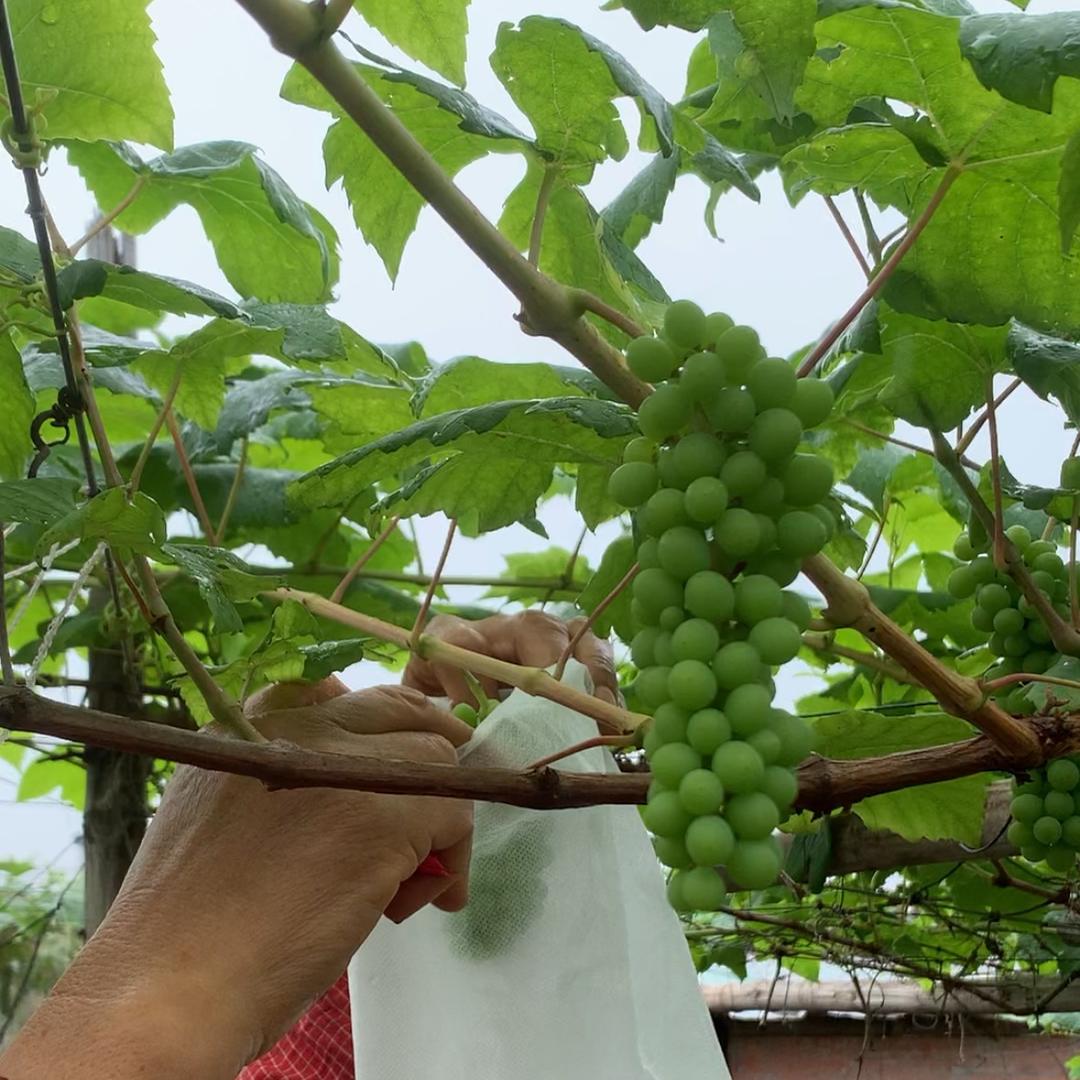 冯姐👩‍🌾