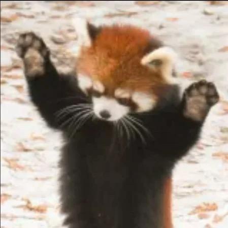 无敌猫猫大王