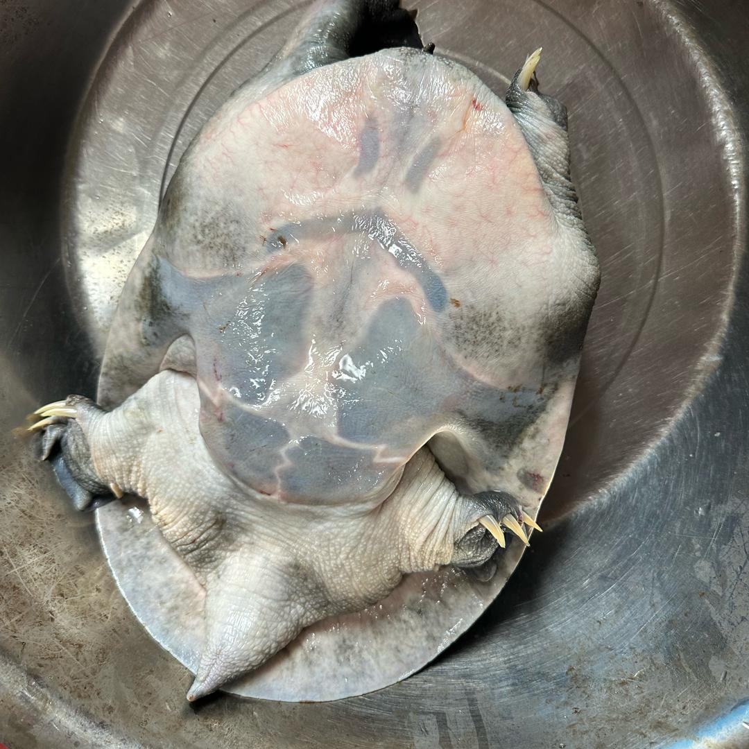 龙王黑花甲鱼🐟批发