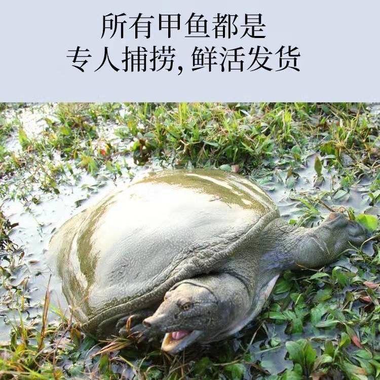 禾城甲鱼-源头直发