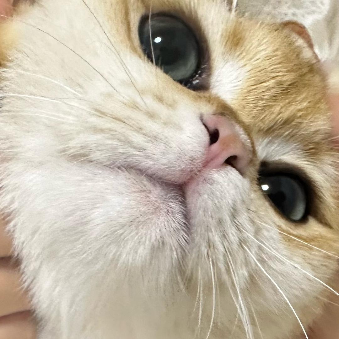 松子酒不烈