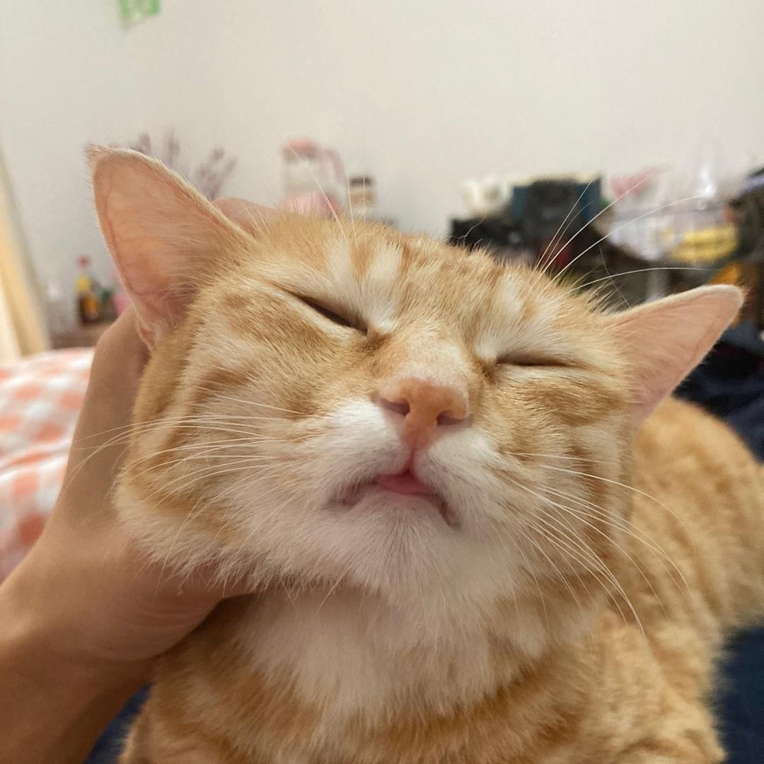 猫猫我叫周哈哈